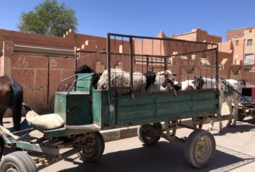 Festa del Sacrificio | EID AL-ADHA